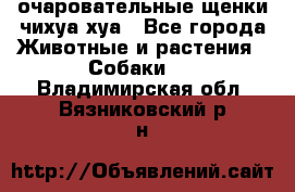 очаровательные щенки чихуа-хуа - Все города Животные и растения » Собаки   . Владимирская обл.,Вязниковский р-н